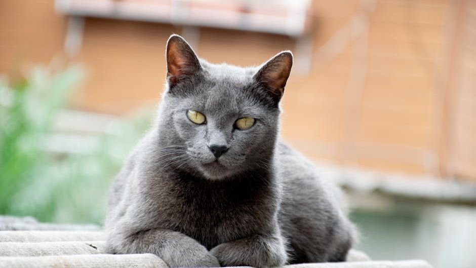 10 Cat Breeds That Bond Deeply With One Person (And 5 That Love Everyone Equally)