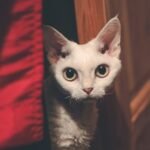 10 Cat Breeds That Crave Constant Attention (And 5 That Prefer Being Left Alone)