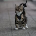 The Truth About Cats and Leashes: It's Possible (and Fun!)