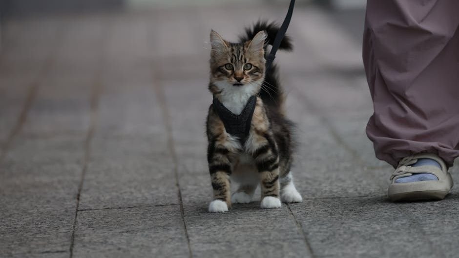 The Truth About Cats and Leashes: It's Possible (and Fun!)