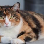 Think Your Cat is Aloof? They're Actually Just Expert Observers.