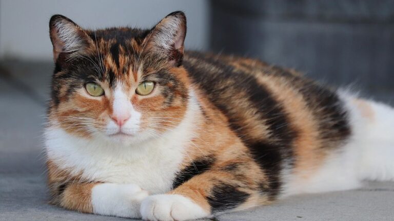 Think Your Cat is Aloof? They're Actually Just Expert Observers.