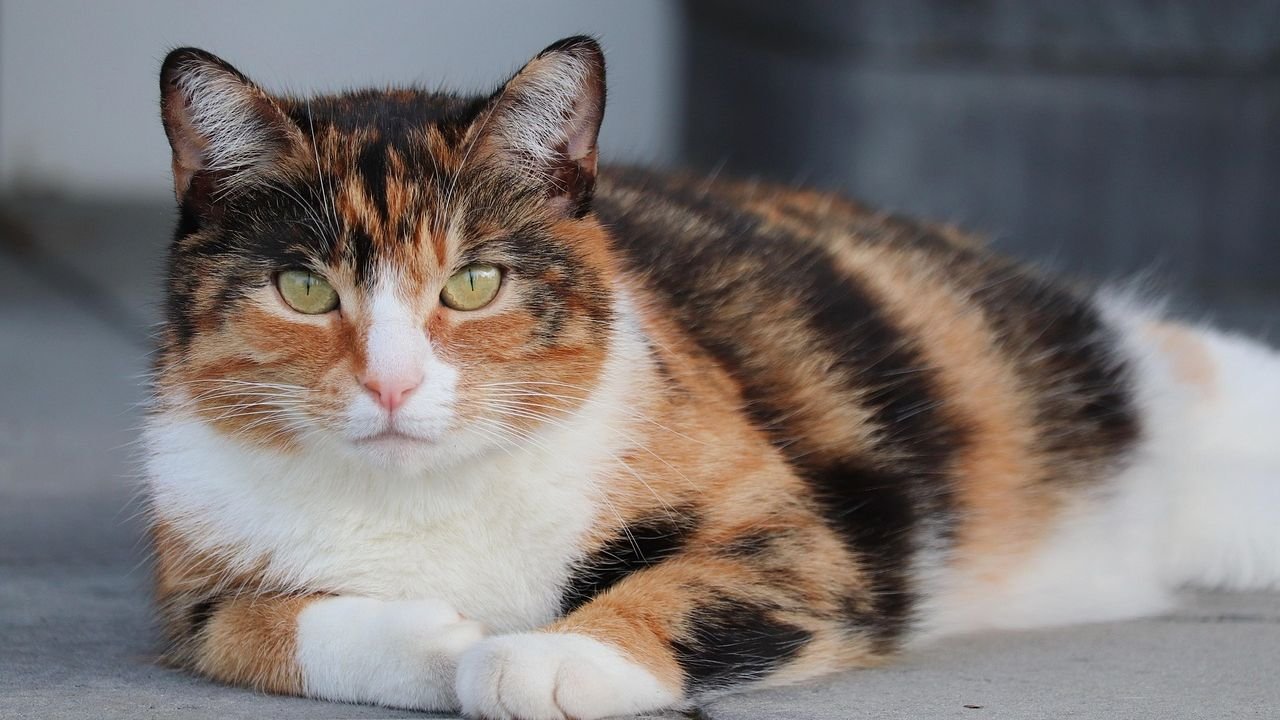 Think Your Cat is Aloof? They're Actually Just Expert Observers.