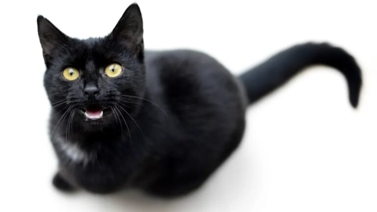 8 Common Cat Noises You're Totally Misinterpreting