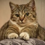 7 Hidden Messages Your Cat Sends When They Knead on You