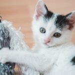 7 Everyday Habits That Can Improve Your Cat's Overall Well-being