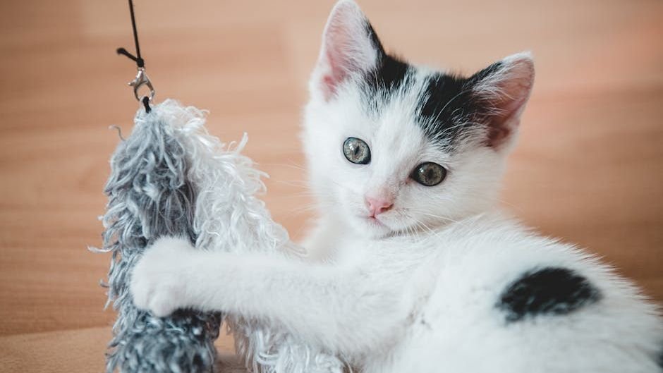 7 Everyday Habits That Can Improve Your Cat's Overall Well-being