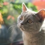 10 Things Your Cat Learns from Watching Your Daily Habits