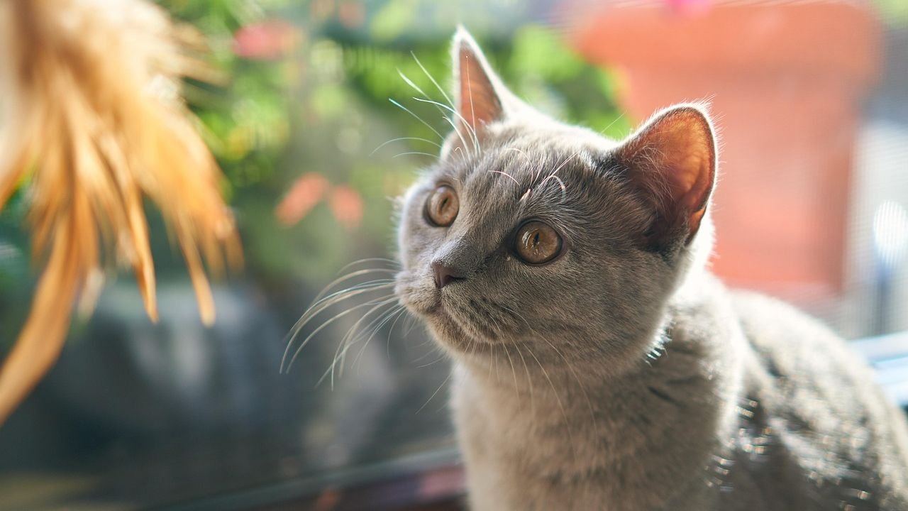 10 Things Your Cat Learns from Watching Your Daily Habits