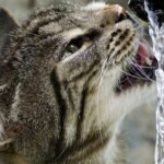 Is Your Cat's Obsession With Running Water More Than Just Thirst?