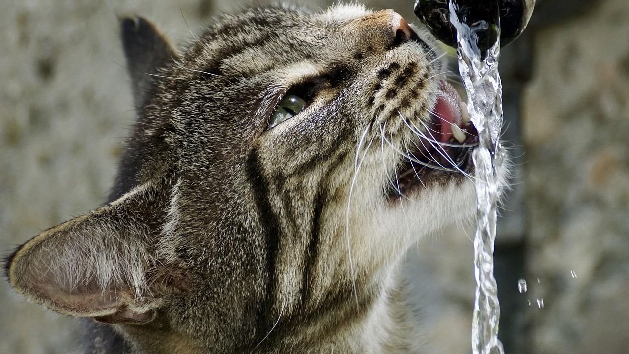 Is Your Cat's Obsession With Running Water More Than Just Thirst?