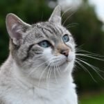 8 Misconceptions About Giving Your Cat a Healthy, Happy Life