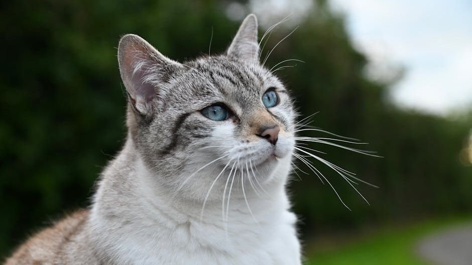 8 Misconceptions About Giving Your Cat a Healthy, Happy Life