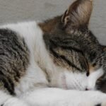 Do Cats Dream Like Humans, and What Do They Dream About?