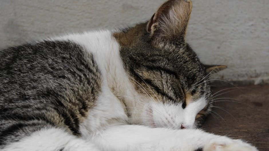 Do Cats Dream Like Humans, and What Do They Dream About?