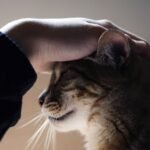 Your Cat Understands More Than You Think: Here's the Proof