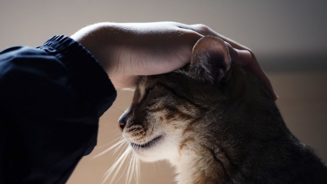 Your Cat Understands More Than You Think: Here's the Proof