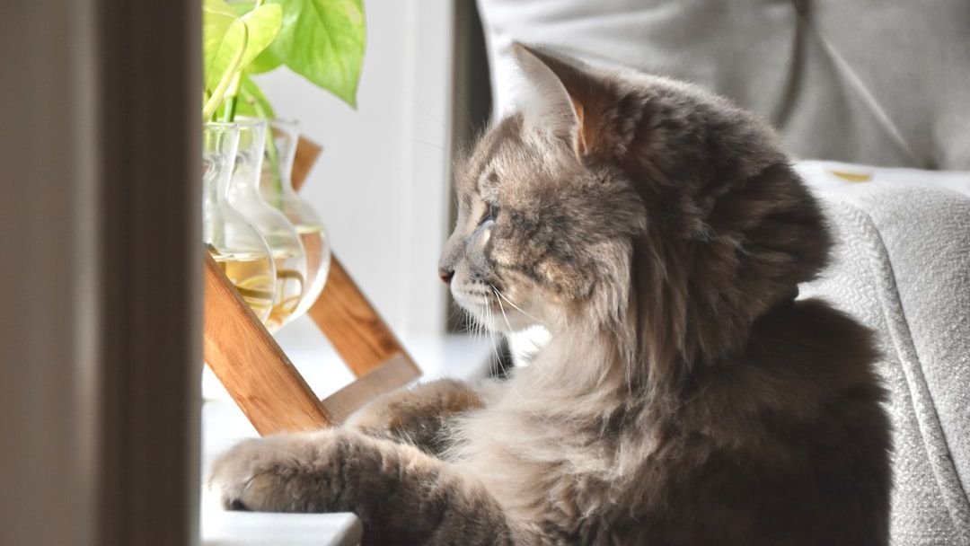 Your Cat's Favorite Window Spot Is Their Personal Reality TV