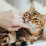 5 Myths About Cat Independence Debunked by Modern Science