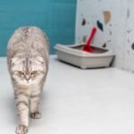 Are You Making These 7 Mistakes With Your Cat's Litter Box?