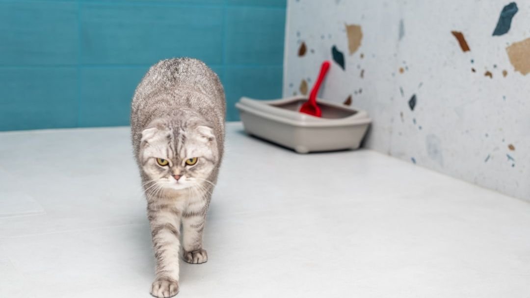 Are You Making These 7 Mistakes With Your Cat's Litter Box?