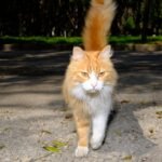 The Silent Language of Cats: What Their Tail Twitches Really Mean