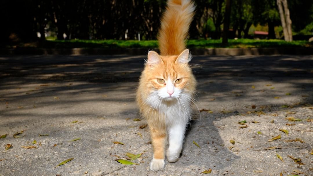The Silent Language of Cats: What Their Tail Twitches Really Mean