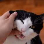 The Truth About Cat 'Attacks': They're Often Misunderstood Invitations