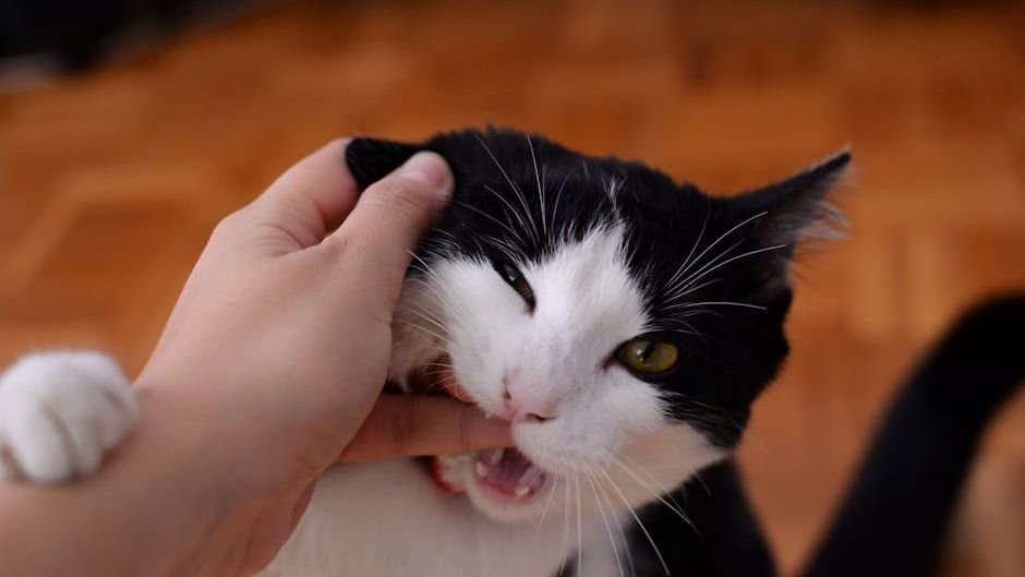 The Truth About Cat 'Attacks': They're Often Misunderstood Invitations
