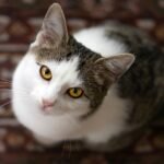 Is Your Cat Really 'Ignoring' You, or Are They Just Busy Observing?