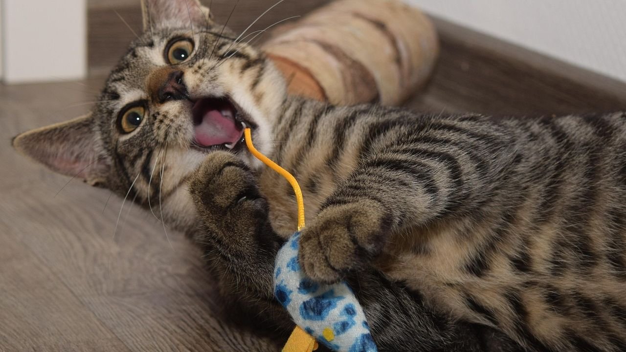 Your Cat's Favorite Toys Reveal Their Inner Predator Instincts