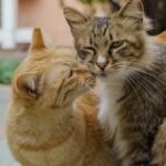 What Are the Unspoken Rules of Cat-to-Cat Greetings?