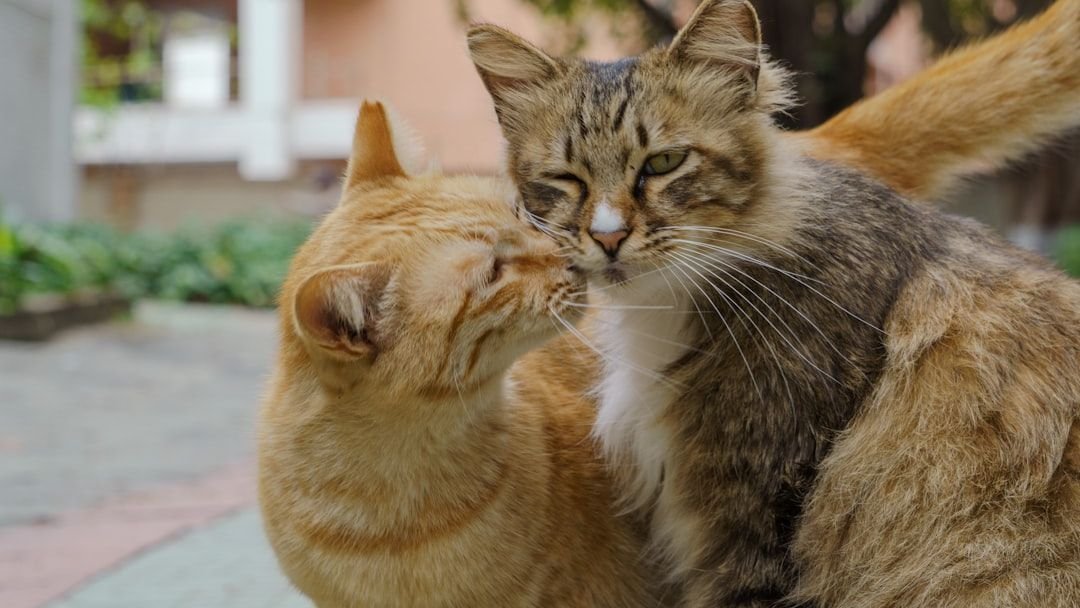 What Are the Unspoken Rules of Cat-to-Cat Greetings?