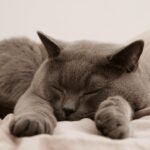 The Unexpected Benefits of Your Cat's Quirky Sleeping Positions