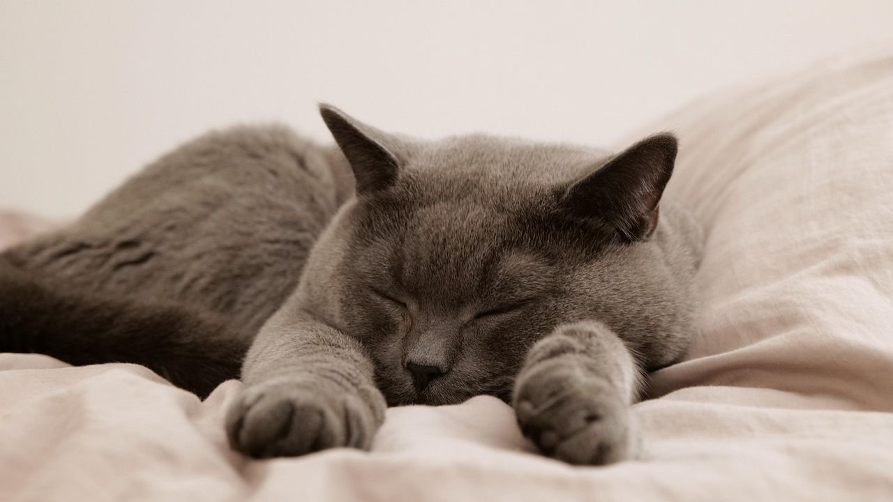 The Unexpected Benefits of Your Cat's Quirky Sleeping Positions