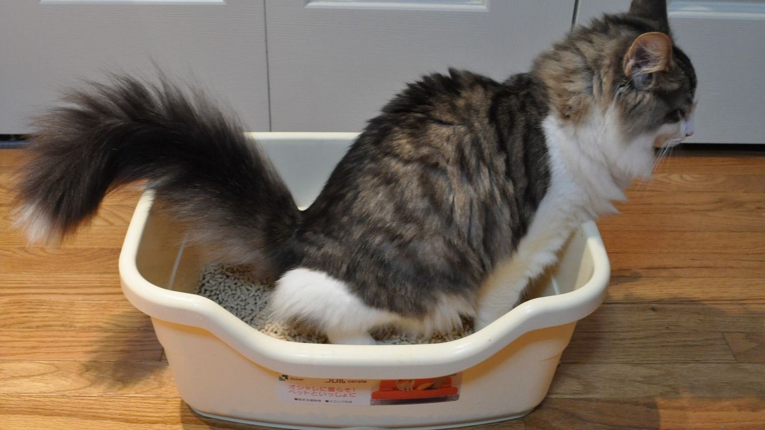 It's Not Random: Your Cat's Bathroom Habits Tell a Story