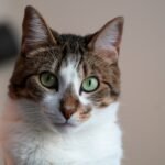 10 Everyday Sounds That Actually Terrify Your Fearless Feline