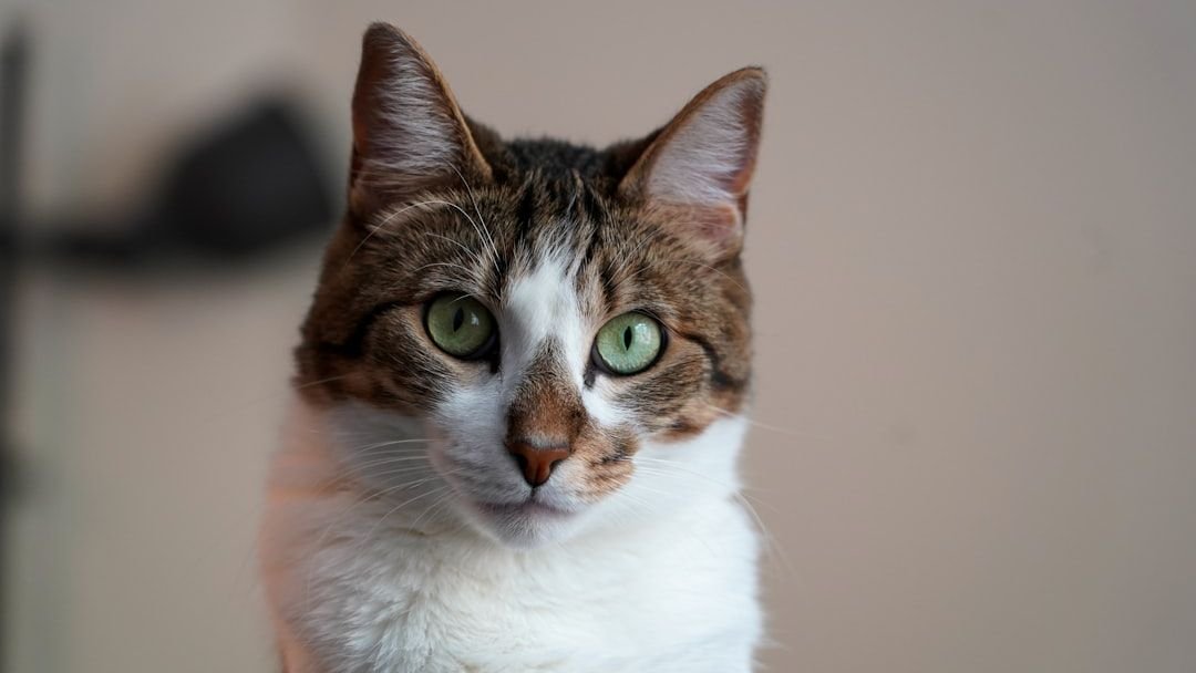 10 Everyday Sounds That Actually Terrify Your Fearless Feline