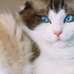 8 Unsung Heroes: Cat Breeds Known for Their Gentle Nature