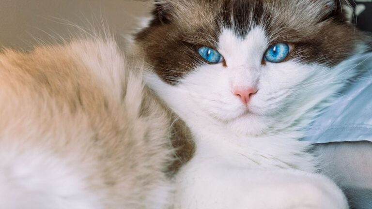 8 Unsung Heroes: Cat Breeds Known for Their Gentle Nature