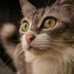 Why Does Your Cat Stare So Intensely at Absolutely Nothing?