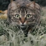 Your Cat Isn't Just Playing: They're Practicing Ancient Instincts