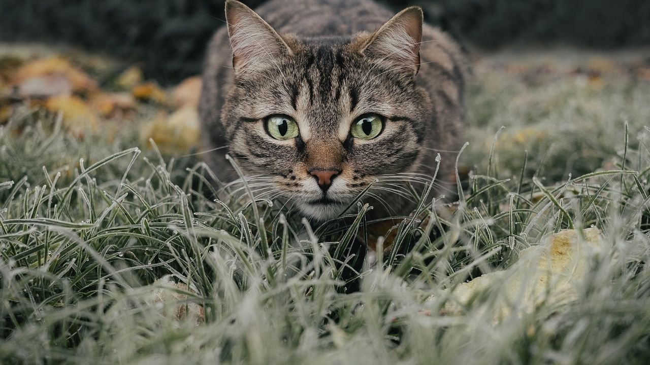 Your Cat Isn't Just Playing: They're Practicing Ancient Instincts
