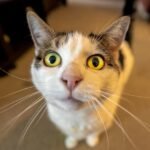 7 Hidden Meanings Behind Your Cat's Most Mysterious Stares