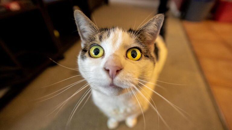 7 Hidden Meanings Behind Your Cat's Most Mysterious Stares