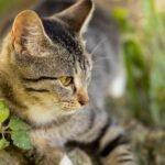 9 Common Cat Care Blunders Even Experienced Owners Still Make