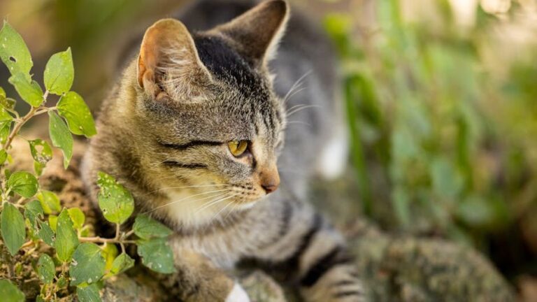 9 Common Cat Care Blunders Even Experienced Owners Still Make