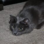 12 Unmistakable Signs Your Cat Is Actually a Tiny, Furry Detective