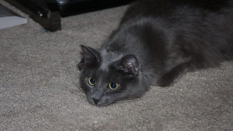12 Unmistakable Signs Your Cat Is Actually a Tiny, Furry Detective
