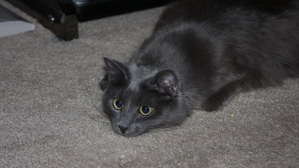 12 Unmistakable Signs Your Cat Is Actually a Tiny, Furry Detective